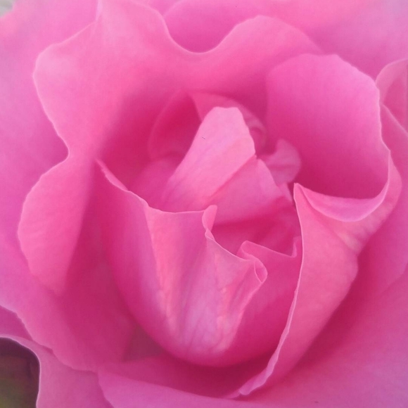 Meet your Posher, PiNK_PolkaDot♡ - Picture 13 of 16